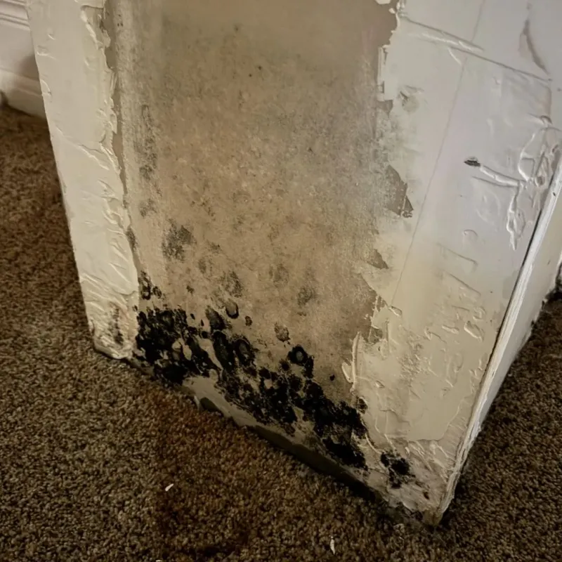Professional Mold Removal in Huron, CA